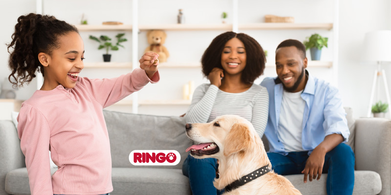 como entrenar a tu perro en casa